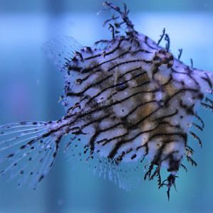 Prickly leather-jacket