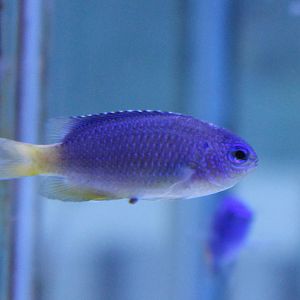 Damselfish ID