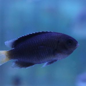 Damselfish ID