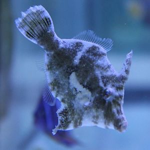 Acreichthys tomentosus