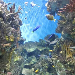 red sea tank barcelona aquarium