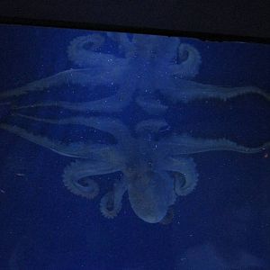 common octopus barcelona aquarium