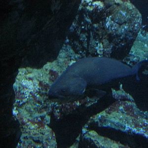 id needed barcelona aquarium