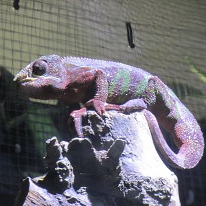 panther chameleon barcelona aquarium