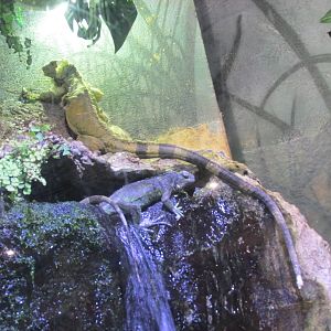 green iguanas barcelona aquarium