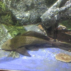 plecostomus barcelona aquarium