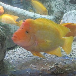 midas cichilid barcelona aquarium