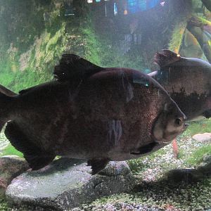 pacu barcelona aquarium