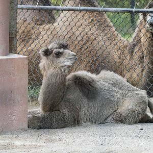 Bactrian Camel calf (M) Full Body