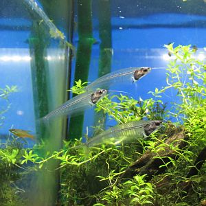 glass catfish barcelona aquarium