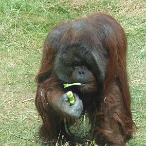 Tuan, Bornean Orangutan