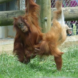 Bulu and Rieke, Sumantran Orangutans