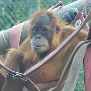 Silvestre, Sumatran Orangutan