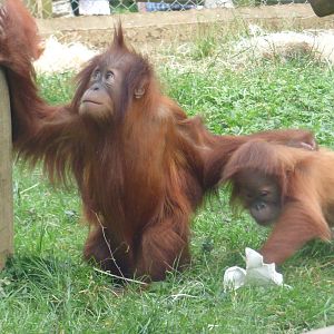 Bulu and Rieke, Sumatran Orangutan