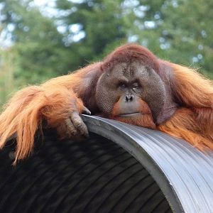 Gordon, Bornean Orangutan
