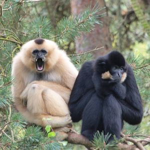 Golden Cheeked Gibbons, Kim and Tien