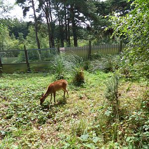 Wild Deer by Gibbon Enclosure