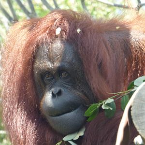 Hsiao-Qui, Bornean Orangutan