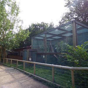 Patas Monkey and Ring Tailed Lemur Exhibit