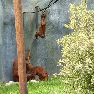 Sumatran Orangutans, September 2016