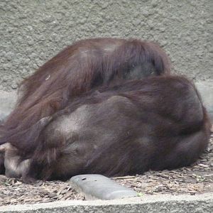 Bornean Orangutans, September 2016