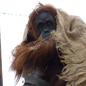 Sumatran Orangutan, September 2016