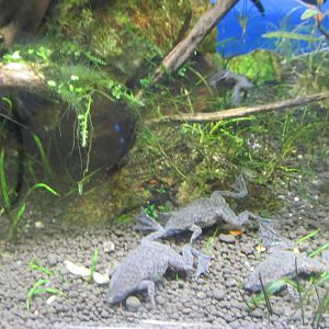 african clawed frogs barcelona aquarium