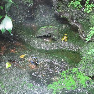poison dart frogs barcelona aquarium