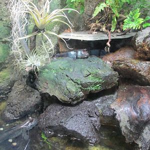 atlantic mudskipper barcelona aquarium