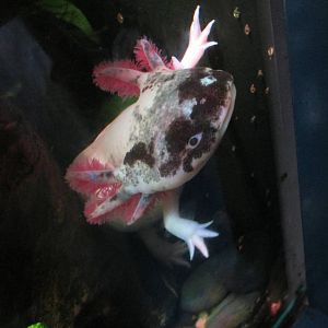 axolotl barcelona aquarium