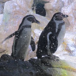 humboldt penguin barcelona aquarium