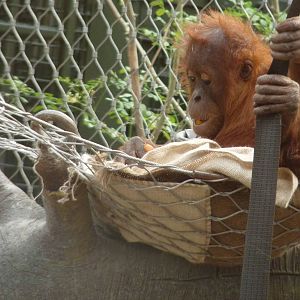 Sumatran Orangutan, September 2016