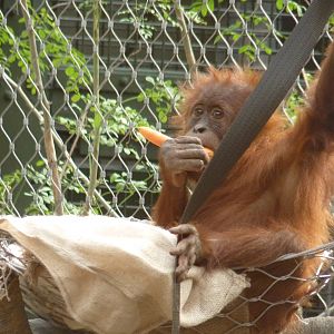 Sumatran Orangutan, September 2016