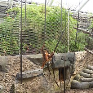 Sumatran Orangutan, September 2016