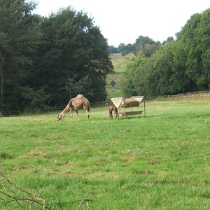 Week old Arabian Camel and mother