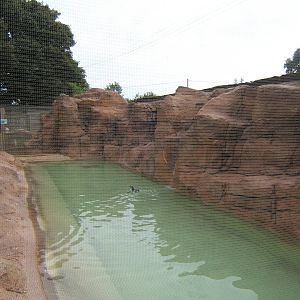 New Penguin enclosure