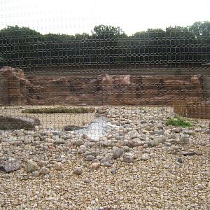 New Penguin enclosure