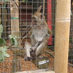Crab-eating x Rhesus Macaque hybrid