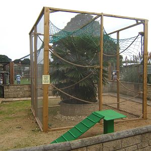 New Squirrel Monkey enclosure