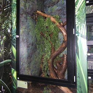 View of rebuilt Reptile exhibits