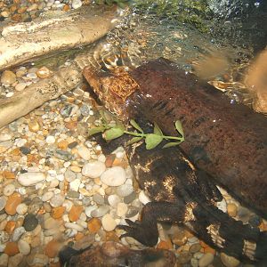 Schneider`s Dwarf Caiman