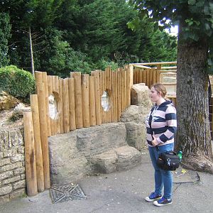 Redesigned Penguin viewing