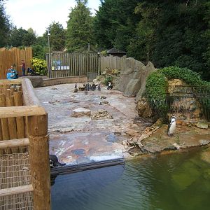 Redesigned Penguin viewing