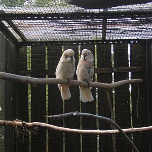 Moluccan Cockatoo`s