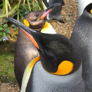 King Penguin head shot