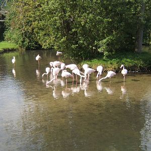 Greater Flamingo`s