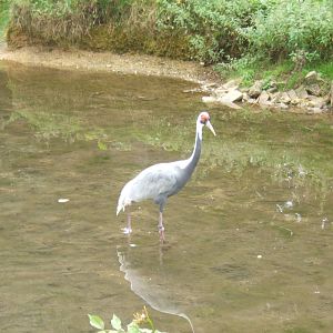 White-naped Crane in the River Windrush
