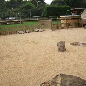 View of Sulcatta exhibit