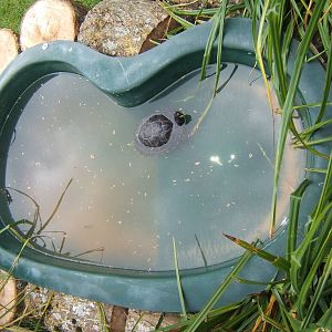 View of Yellow-bellied Slider exhibit