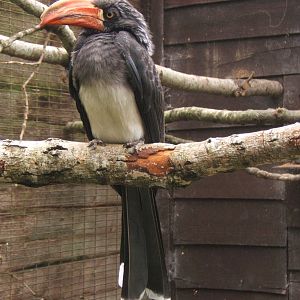 Crowned Hornbill